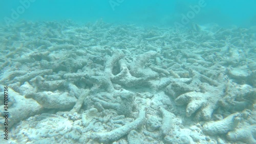 UNDERWATER, POV: Tropical fish swim around the dead corals destroyed by global warming. Sad first person view of diving along a bleached exotic coral reef. Climate change is damaging marine life.