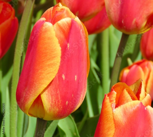 Red and yellow tulips in garden in spring