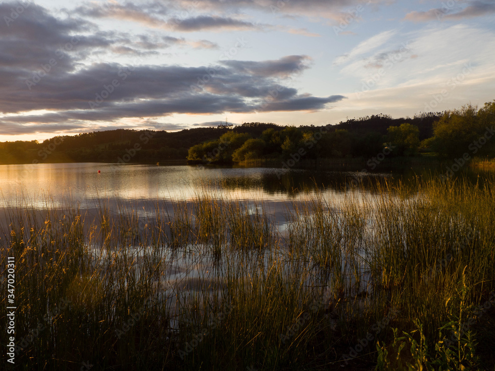 reservoir or swamp in midsummer with sunset with reeds and lush vegetation