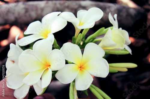 Plumeria flowers that bloom beautifully on the branches.