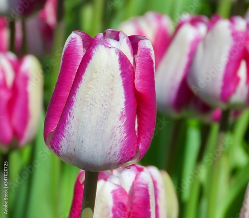 Deep pink and white tulips in garden in spring