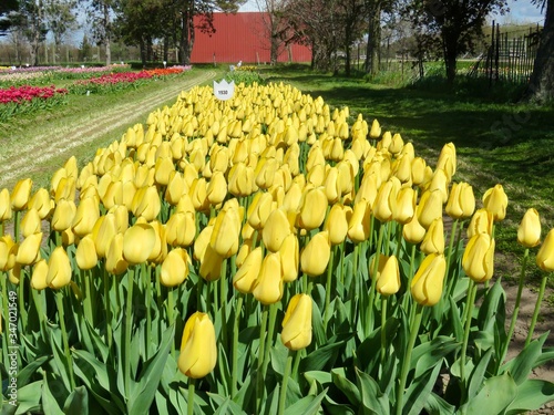 Bright yellow tulips in tulip garden in spring