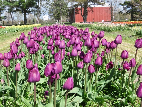 Deep purple tulips in tulip garden in spring