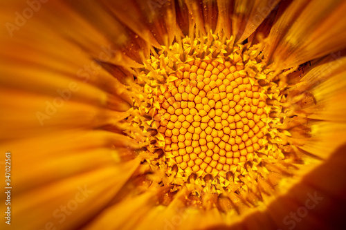 Macro Sunflower Orange Blossom  Flower