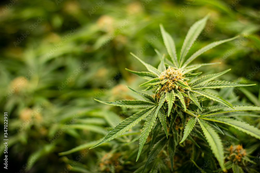 Closeup of Beautiful Medical Marijuana Plant fully grown ready for harvest in Cannabis Industry Closeup of Beautiful Medical Marijuana Plant fully grown ready for harvest in Cannabis Industry