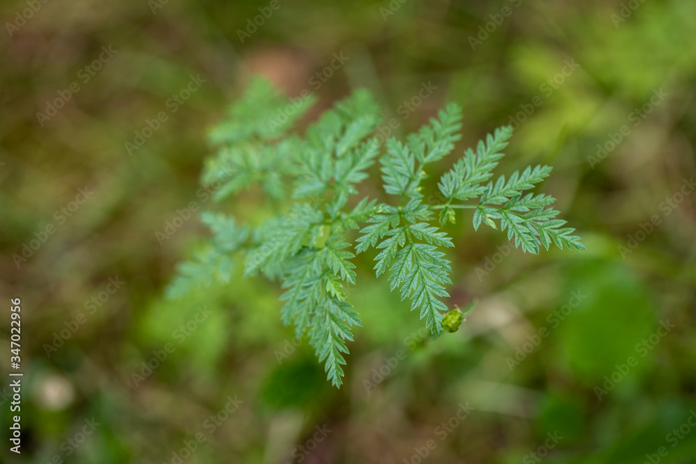 Close up leaves of bishops weed Close up leaves of bishops weed