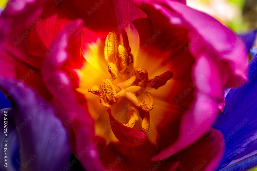 Macro Tulips in the Sun