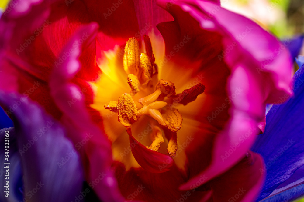 Fototapeta premium Macro Tulips in the Sun