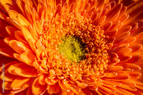 Gerbera Daisy Blossom in the Sun