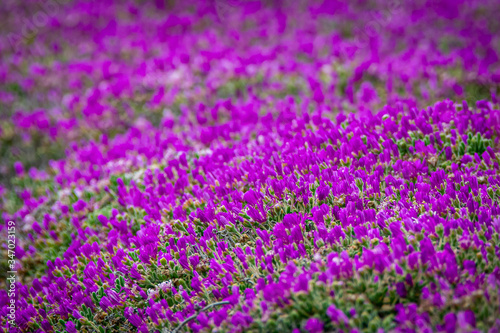 Trailing Ice Plant Blossom in Sun