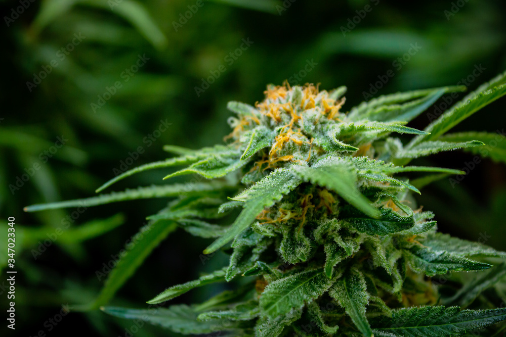 Beautiful Macro of Marijuana Leaf at indoor growing facility with blurred cannabis background Beautiful Macro of Marijuana Leaf at indoor growing facility with blurred cannabis background