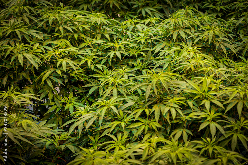 Beautiful texture of Cannabis plants & Marijuana leaves at Indoor Growing Facility Beautiful texture of Cannabis plants & Marijuana leaves at Indoor Growing Facility
