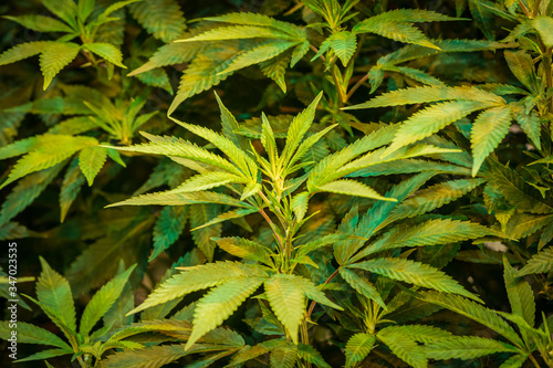 Beautiful background of marijuana leaves for indoor cultivation   growing Cannabis Industry
