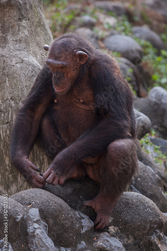 Chimpanzees are asking for food from humans