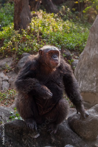 Fototapeta Naklejka Na Ścianę i Meble -  Chimpanzees are asking for food from humans