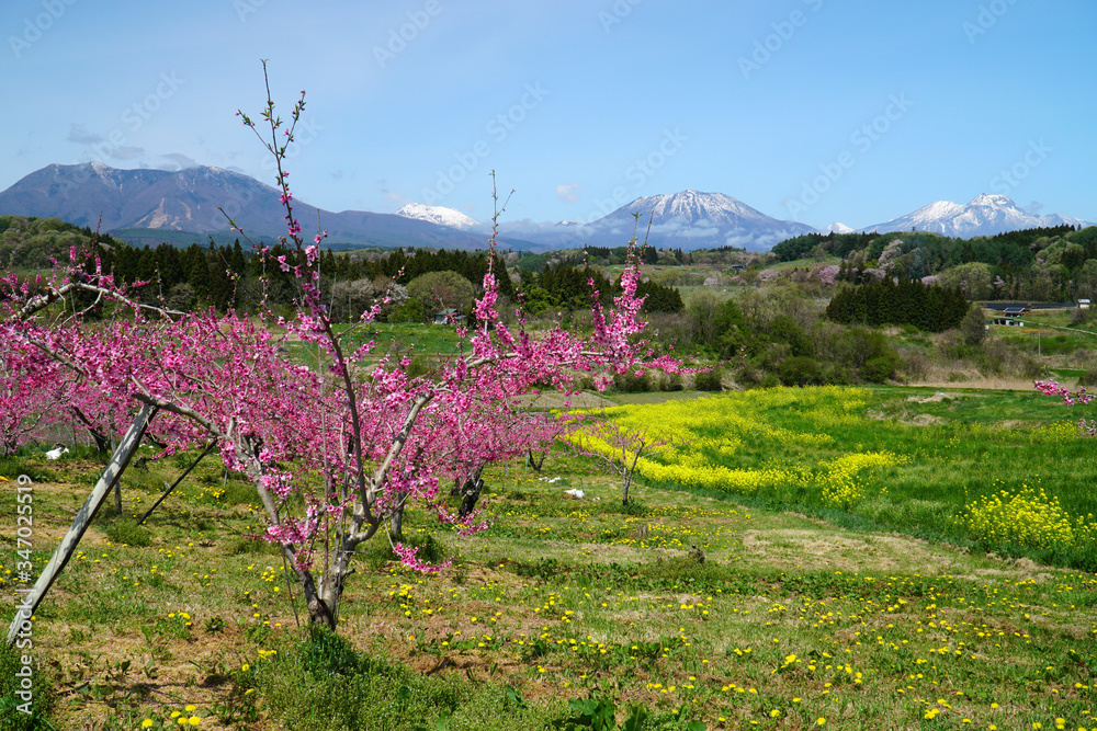 Obraz premium 春の丹霞郷