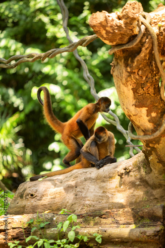 Geoffroys spider monkey (Ateles geoffroyi) photo