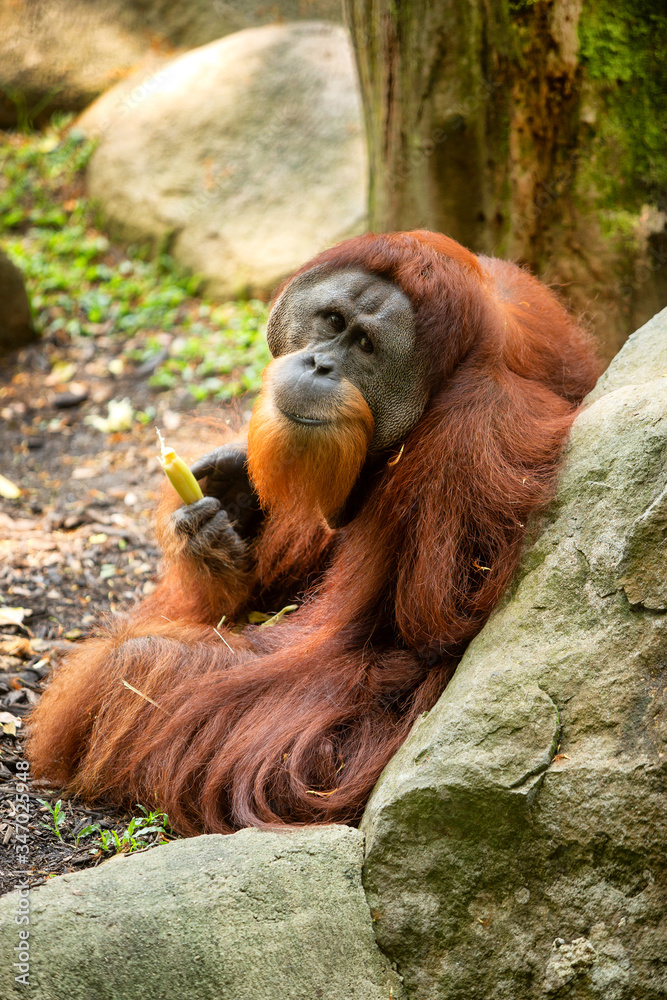 Fototapeta premium Large male Orangutan
