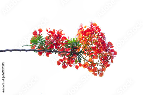 royal poinciana flower , red flower isolated on white background.