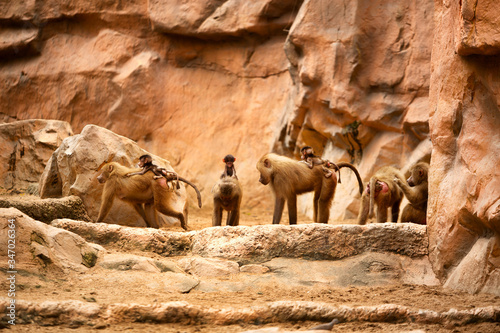 View of Hamadryas Baboons photo