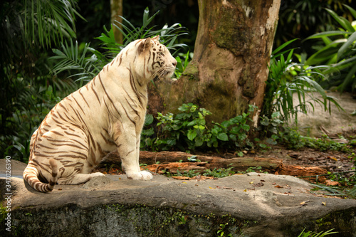 Fototapeta Naklejka Na Ścianę i Meble -  View of single white Bengal Tiger