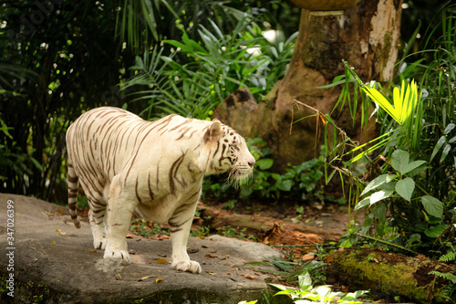 View of single white Bengal Tiger
