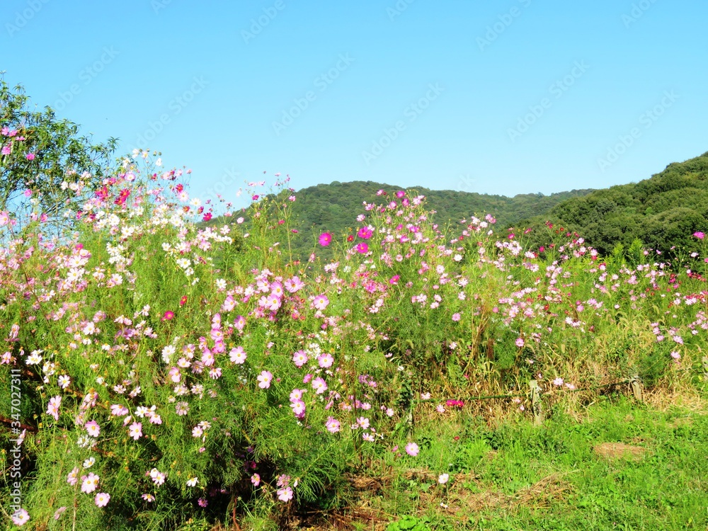 日本の田舎の風景　10月　野の花　コスモス