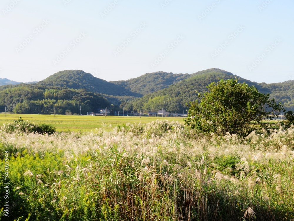 日本の田舎の風景　10月　すすきと稲穂と山