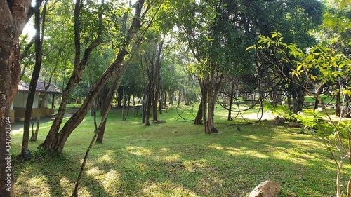 sun rays in the forest