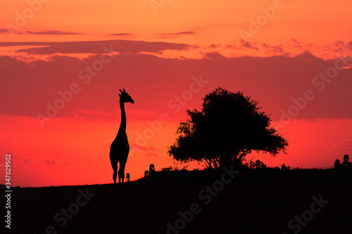 A lone giraffe creating a silhouette in masai mara. picture taken at sun set