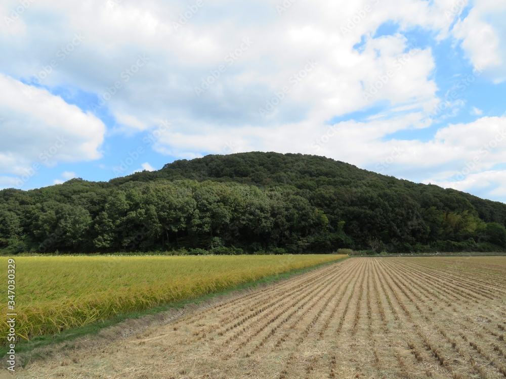 日本の田舎の風景　10月　山と稲穂
