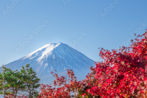 mt fuji and cherry blossoms