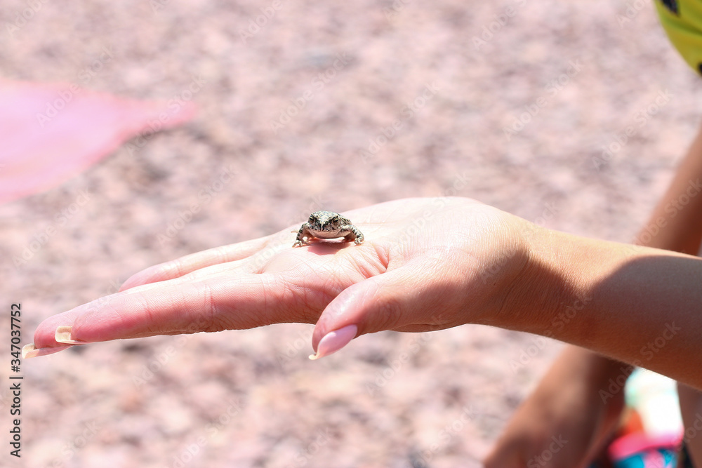 Obraz premium Little frog sits on the palm of a woman