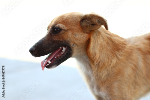 Ginger dog with black nose and open mouth. Side view