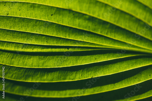 Obraz na plátně A bright green leaf pattern texture illuminated by the sun the sun on the reverse side