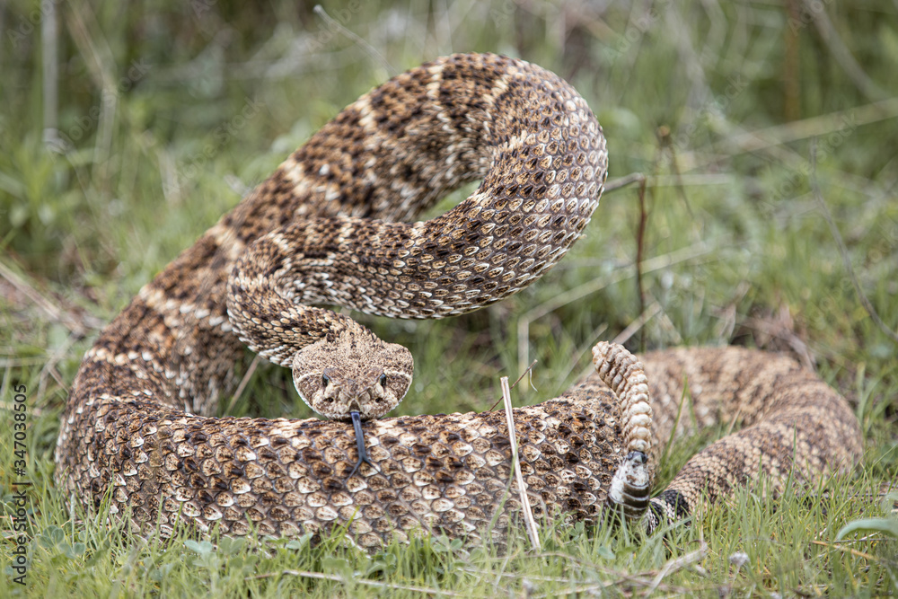 Rattlesnake Coiled to Strike Rattlesnake Coiled to Strike