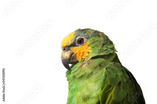 Yellow face parrot bird isolated on white background