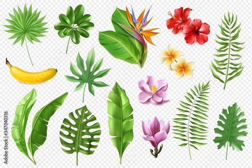 Tropical leaves collection