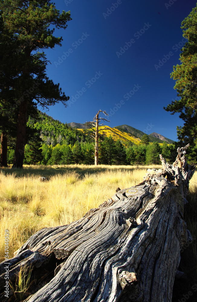 Lockett Meadow, San Francisco Peaks, Arizona Lockett Meadow, San Francisco Peaks, Arizona