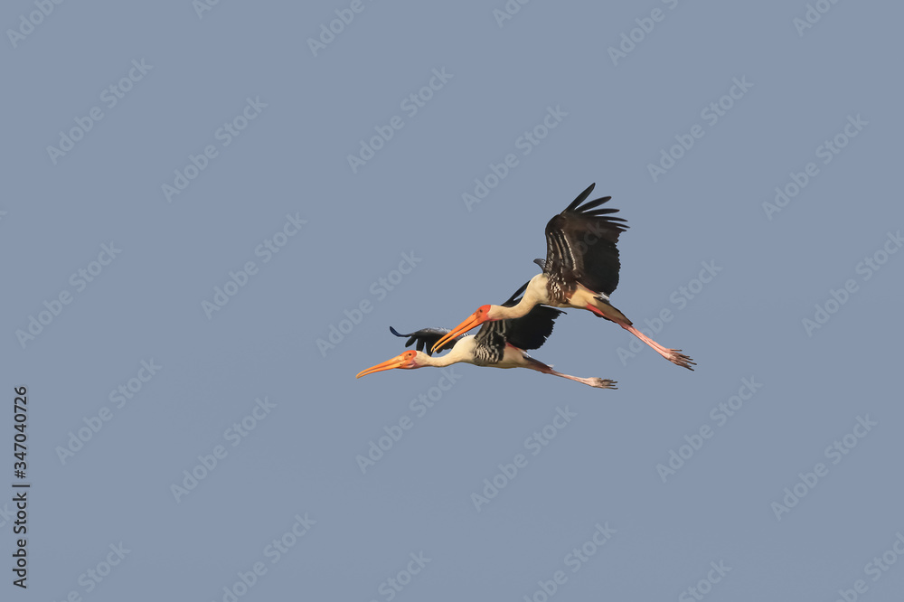Obraz premium Two painted storks in flight against blue sky