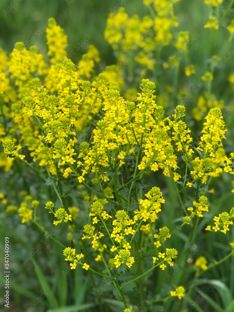 Fototapeta premium field of yellow flowers