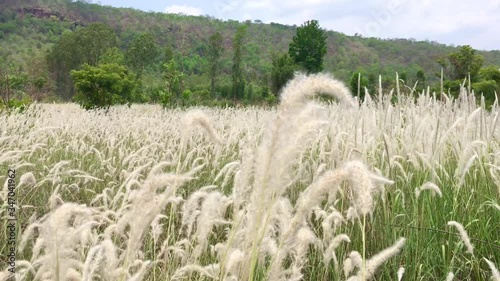 Feather flower meadow with backdrop of mountains.Feather Grass or Needle Grass, Nassella tenuissima, forms already at the slightest breath of wind filigree pattern.Feather grass meadow,