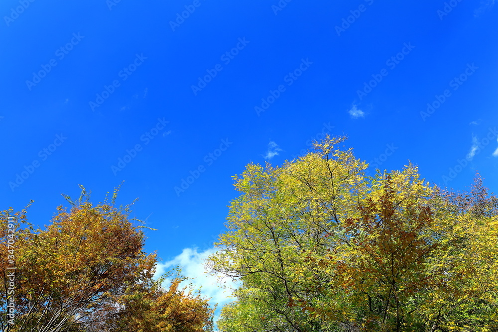 Naklejka premium 아름다운 가을 숲