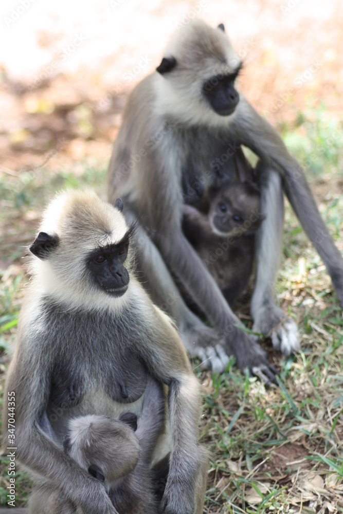 baboon mother and baby sri lanka animals