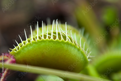 Sydney Australia, close-up of closed venus flytrap leaf or trap