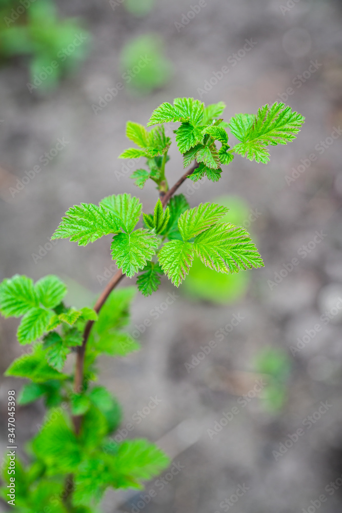 Raspberry branch with new green leaves. Selective focus. Shallow depth of field.
Raspberry branch with new green leaves. Selective focus. Shallow depth of field.