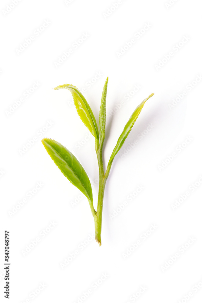 young green tea leaf on a white background young green tea leaf on a white background