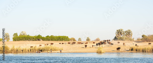 Herd of cows along the Kavango River in Namibia walking away from the river. Small children playing by the river.