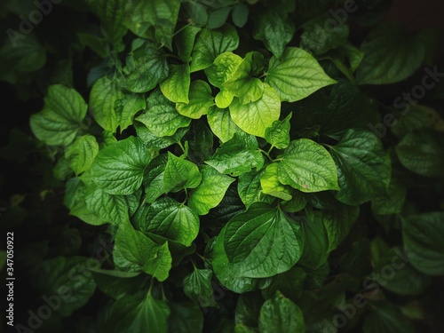 green leaves in the garden © panumas