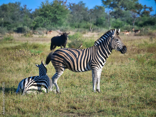 Zebras in the wild African savanna 